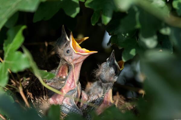 Vogels